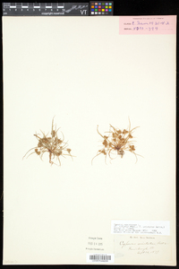 Cyperus squarrosus image