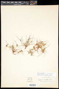 Cyperus squarrosus image