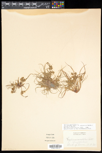 Cyperus squarrosus image