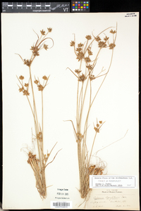 Cyperus houghtonii image