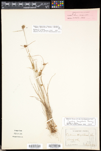 Cyperus houghtonii image