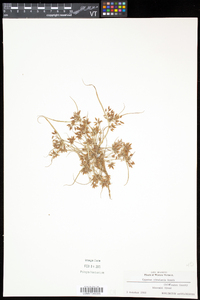 Cyperus bipartitus image