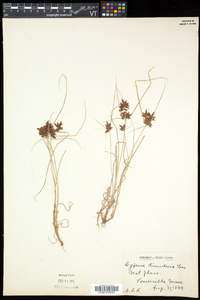 Cyperus diandrus image