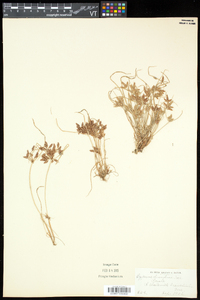 Cyperus diandrus image