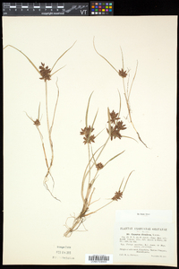 Cyperus diandrus image