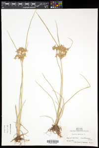 Cyperus dentatus image