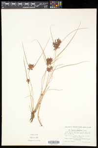 Cyperus diandrus image