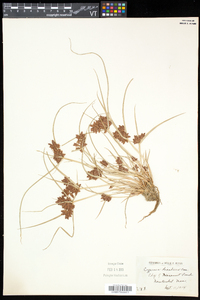 Cyperus diandrus image