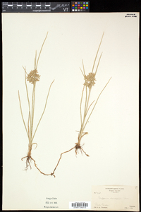 Cyperus dentatus image