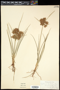 Cyperus dentatus image