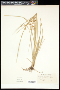 Cyperus dentatus image