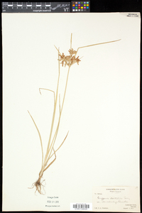 Cyperus dentatus image