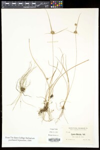 Cyperus lupulinus var. lupulinus image