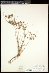 Cyperus grayi image