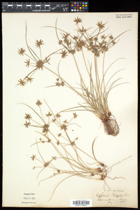 Cyperus grayi image