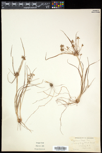 Cyperus grayi image