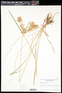 Cyperus esculentus var. leptostachyus image