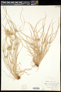 Cyperus esculentus var. leptostachyus image