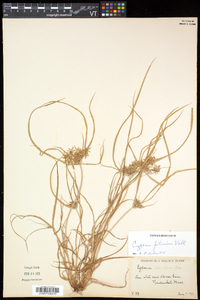 Cyperus filicinus image