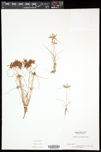 Cyperus filicinus image