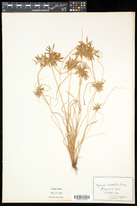 Cyperus filicinus image