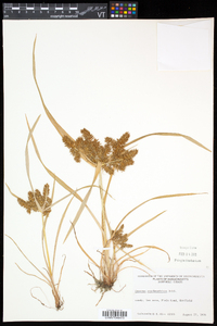 Cyperus erythrorhizos image