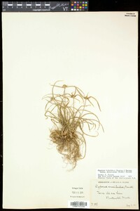 Cyperus lupulinus subsp. macilentus image