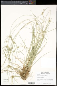 Cyperus lupulinus image