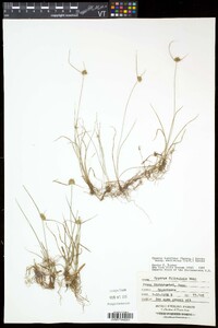 Cyperus lupulinus image