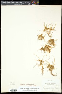 Cyperus squarrosus image