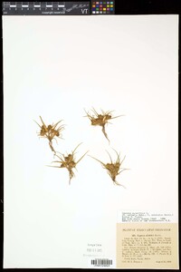 Cyperus squarrosus image