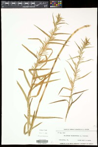 Dulichium arundinaceum var. arundinaceum image