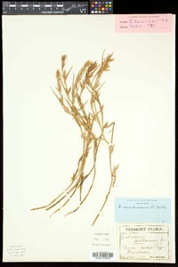 Dulichium arundinaceum var. arundinaceum image