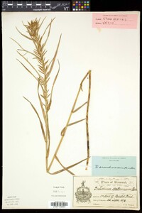 Dulichium arundinaceum var. arundinaceum image