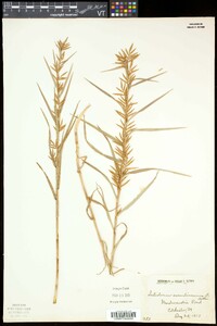 Dulichium arundinaceum var. arundinaceum image