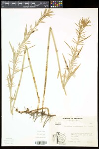 Dulichium arundinaceum var. arundinaceum image