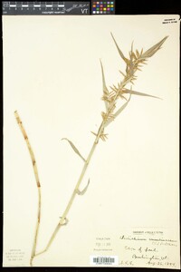 Dulichium arundinaceum var. arundinaceum image