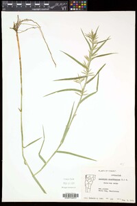 Dulichium arundinaceum var. arundinaceum image