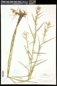 Dulichium arundinaceum var. arundinaceum image