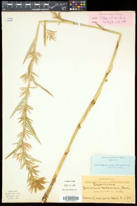 Dulichium arundinaceum var. arundinaceum image