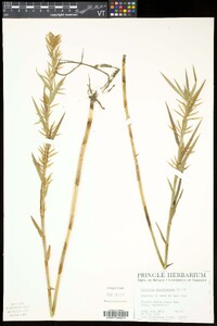 Dulichium arundinaceum var. arundinaceum image