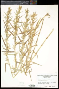 Dulichium arundinaceum var. arundinaceum image