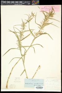 Dulichium arundinaceum var. arundinaceum image