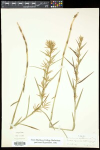 Dulichium arundinaceum var. arundinaceum image