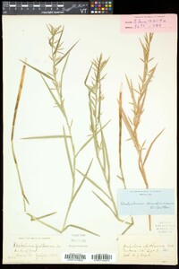 Dulichium arundinaceum var. arundinaceum image