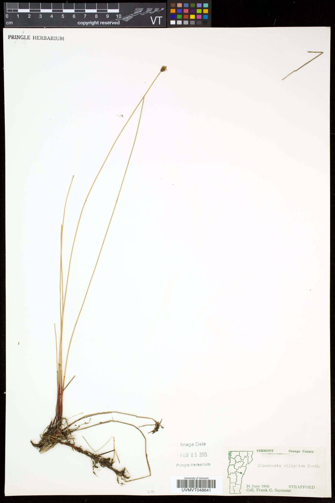 Eleocharis elliptica var. elliptica image