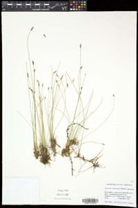 Eleocharis erythropoda image