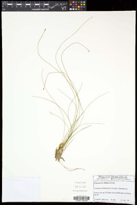 Eleocharis elliptica image