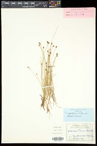 Eleocharis elliptica image