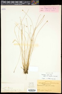 Eleocharis erythropoda image